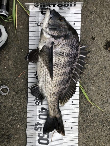 イチノ兄弟、釣果！