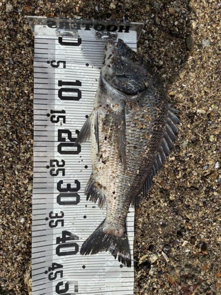 イチノ兄弟、釣果！