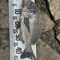 イチノ兄弟、釣果!