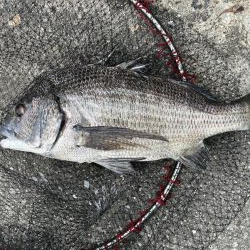 イチノ兄弟、釣果!