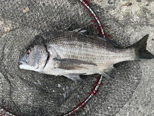 イチノ兄弟、釣果!