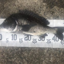 イチノ兄弟、釣果!