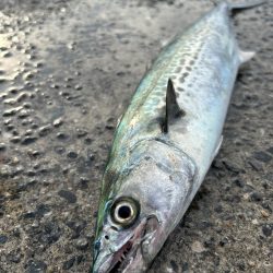 ★★サゴシが少しだけ調査に行って来ました★★