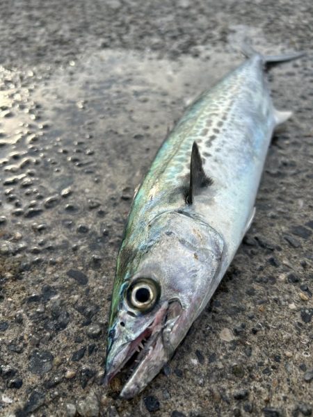 ★★サゴシが少しだけ調査に行って来ました★★