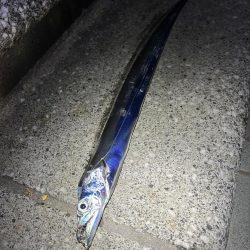 ★★時合いを見極めればタチウオ連発★★