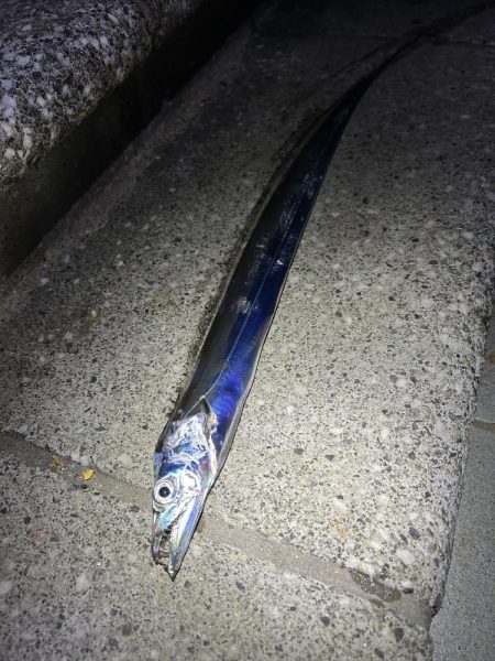 ★★時合いを見極めればタチウオ連発★★