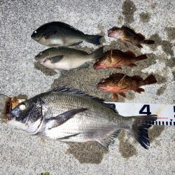 夏の終わりのチヌ釣り