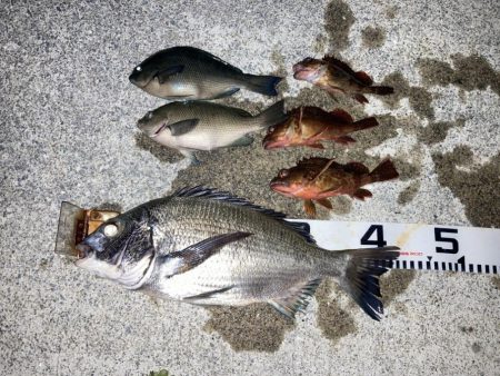 夏の終わりのチヌ釣り