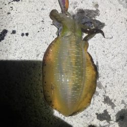 2025 佐渡ヶ島エギング Vol.6【9月9日】