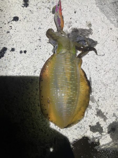 2025 佐渡ヶ島エギング Vol.6【9月9日】