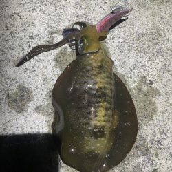 2025 佐渡ヶ島エギング Vol.7【9月11日】