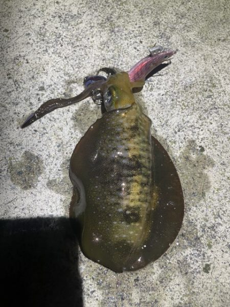 2025 佐渡ヶ島エギング Vol.7【9月11日】