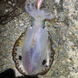 2025 佐渡ヶ島エギング Vol.9【9月14日】