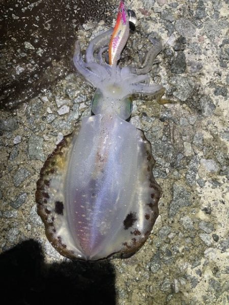 2025 佐渡ヶ島エギング Vol.9【9…