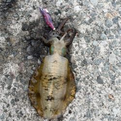 2025 佐渡ヶ島エギング Vol.10　【9月15日】