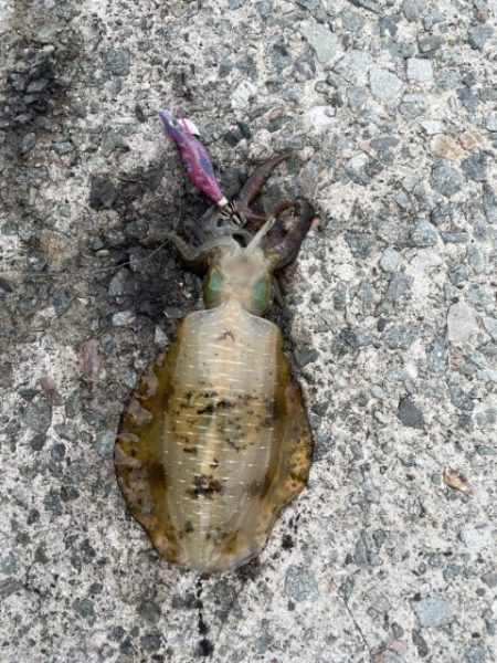 2025 佐渡ヶ島エギング Vol.10　【9月15日】