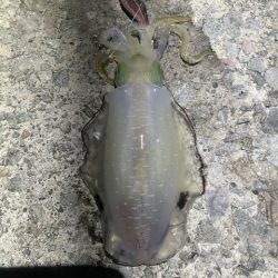 2025 佐渡ヶ島エギング Vol.11【9月17日】