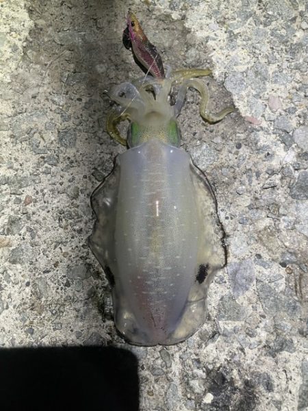 2025 佐渡ヶ島エギング Vol.11【…