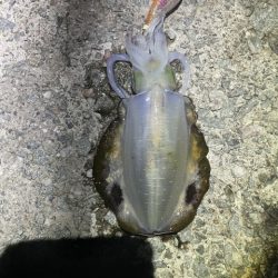 2025 佐渡ヶ島エギング Vol.12【9月19日】