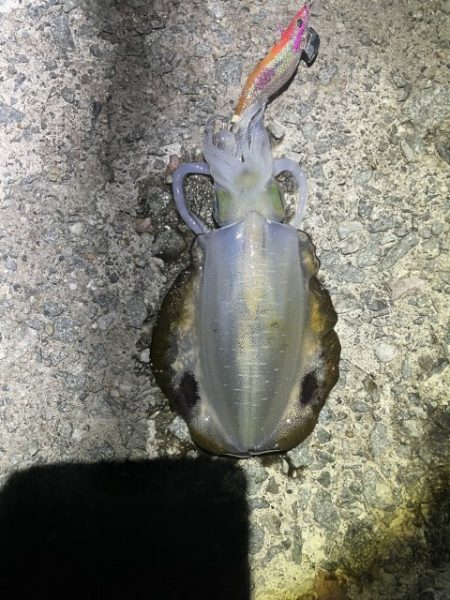 2025 佐渡ヶ島エギング Vol.12【…