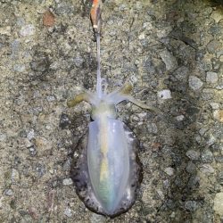 2025 佐渡ヶ島エギング Vol.14【9月21日】