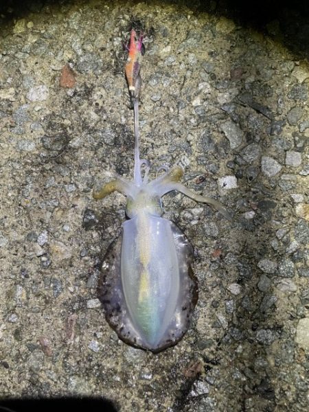 2025 佐渡ヶ島エギング Vol.14【9月21日】