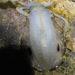 2025 佐渡ヶ島エギング Vol.15【9月22日】