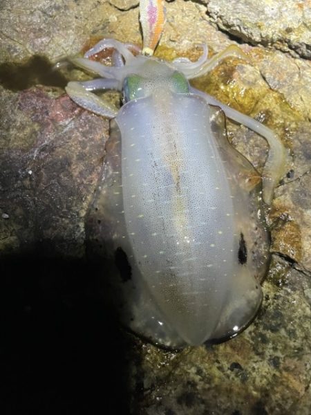 2025 佐渡ヶ島エギング Vol.15【9月22日】