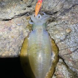 2025 佐渡ヶ島エギング Vol.16【9月23日】