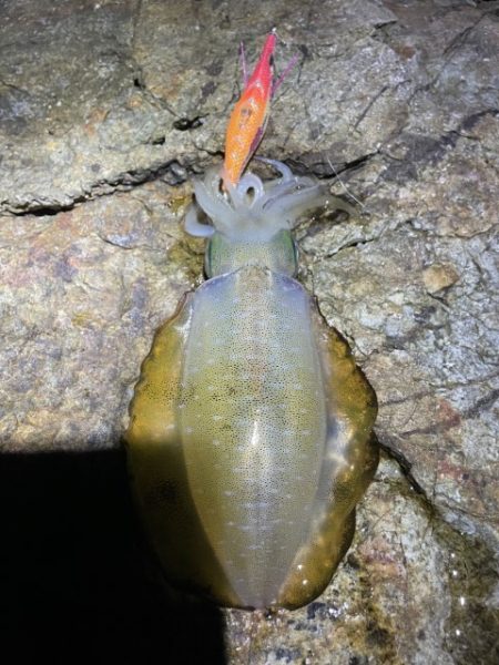 2025 佐渡ヶ島エギング Vol.16【9月23日】