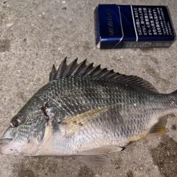 アジングが・・・五目に・