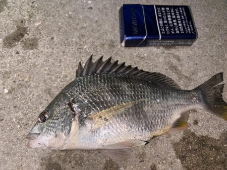 アジングが・・・五目に・