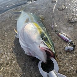 秋になってきた