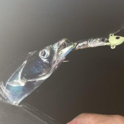 貝塚人工島、太刀魚調査