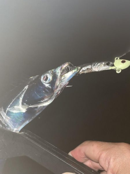 貝塚人工島、太刀魚調査