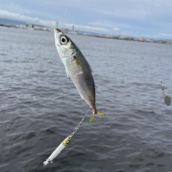 シーサイドコスモ調査