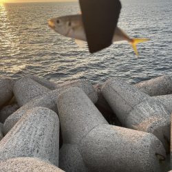 太刀魚・サゴシ調査