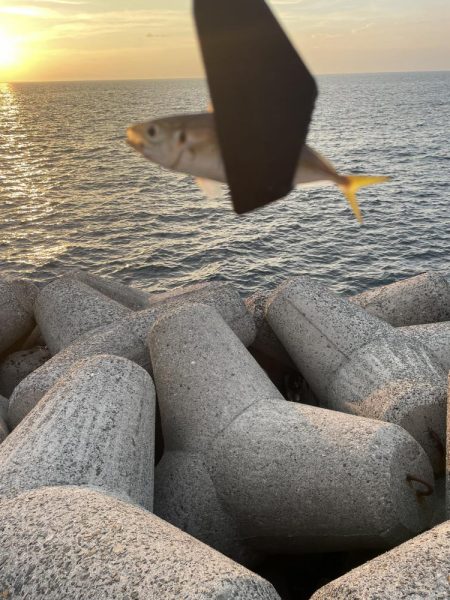 太刀魚・サゴシ調査