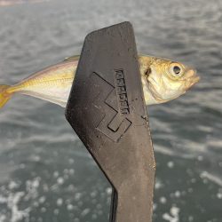 サゴシ調査も鯵のみ