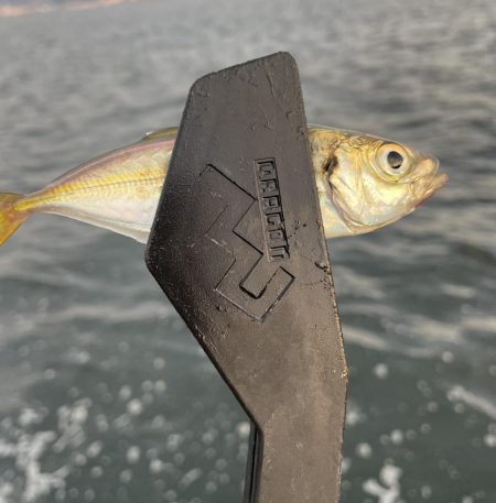 サゴシ調査も鯵のみ