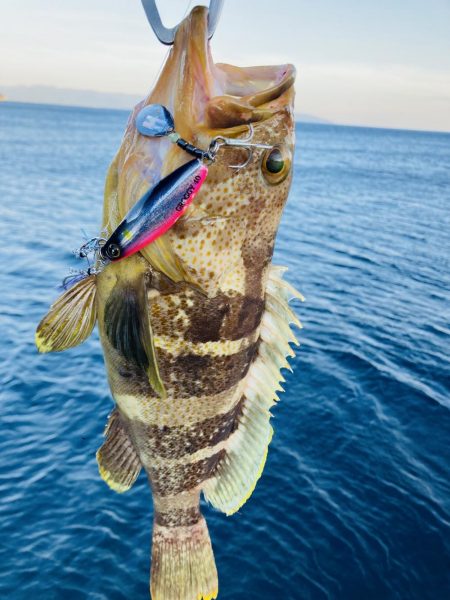 アオハタ自己新