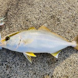 ジグで五目達成