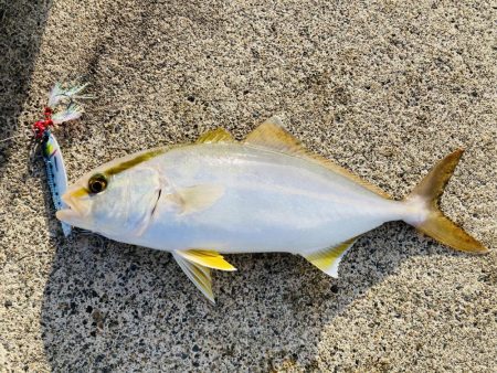 ジグで五目達成