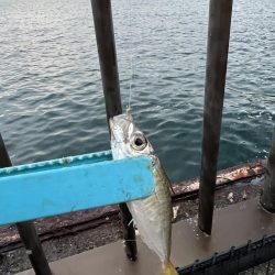 アジしか勝たん②