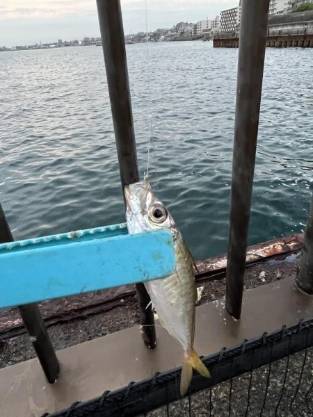 アジしか勝たん②