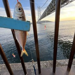 三連休前‥‥魚より人多い