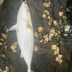 朝マヅメ　ヤズ