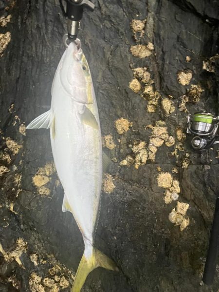 朝マヅメ　ヤズ