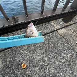 アジ好調!人多め