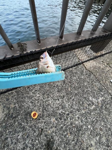 アジ好調!人多め